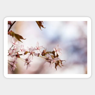 Cherry Blossom Sticker